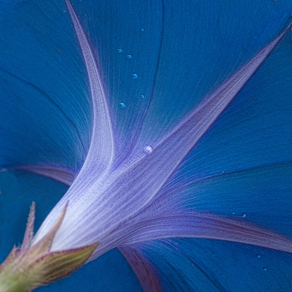 Morning-Glory-2