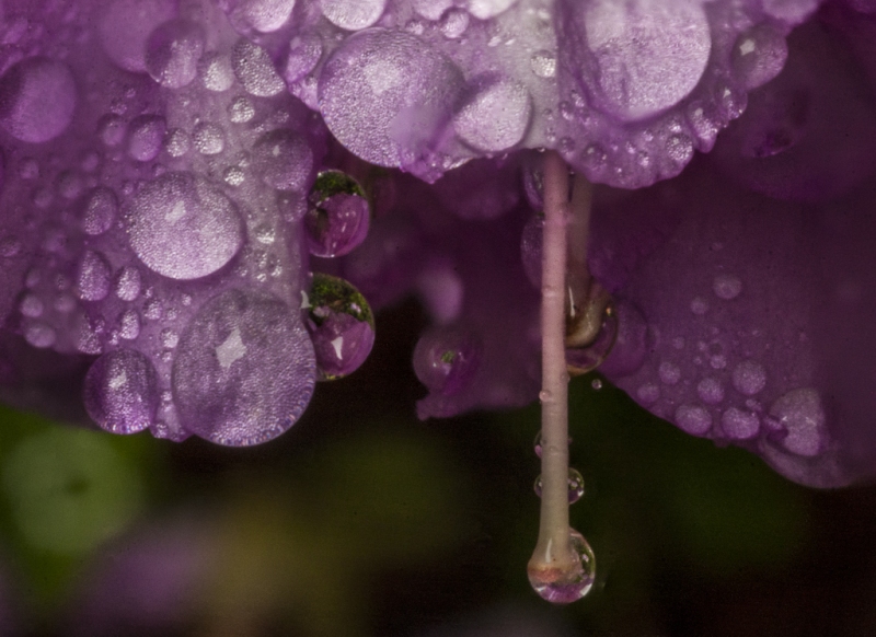 azalea-