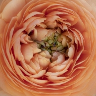 73mm-1-125-sec-iso-1000