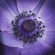 Blue-Poppies-10