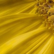 Brightside-flowers-7354_HDR-Edit