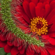 Brightside-flowers-7579-Edit