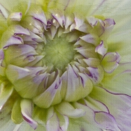 Dahlia-2034-Copy