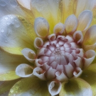 Dahlia-Copy
