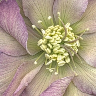 Hellebore-1