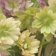 Hellebore-flowers
