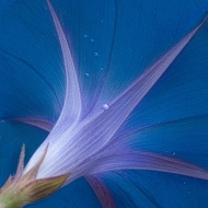 Morning-Glory-2
