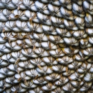 Strasburg-RR-1906-Edit