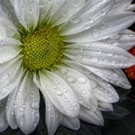 apple-and-flower-4814_HDR-634