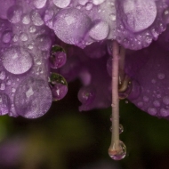 azalea-