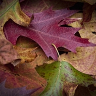 fall-leaves-9431-Edit