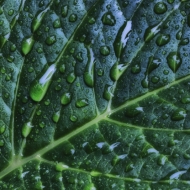 macro-061613-0979-edit