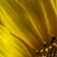macro-7313_HDR-Edit-2