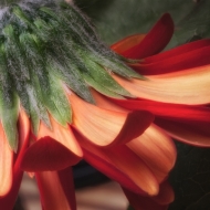 macro-flowers-0048-edit-edit-edit