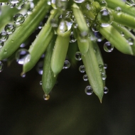 macro-flowers-9865-edit-2-edit