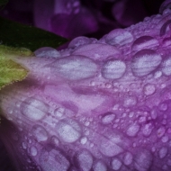 macro-flowers-9896-edit