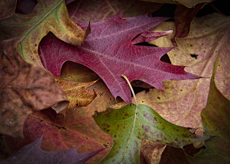 fall-leaves-9431-Edit