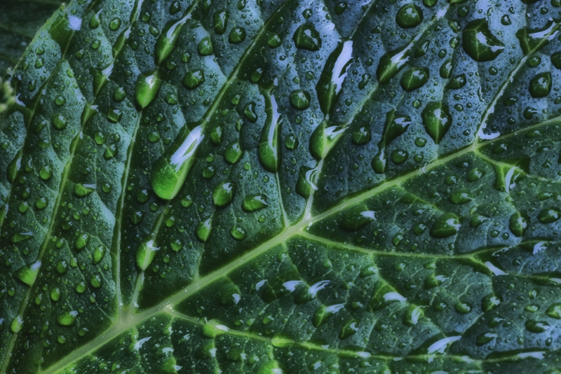 macro-061613-0979-edit