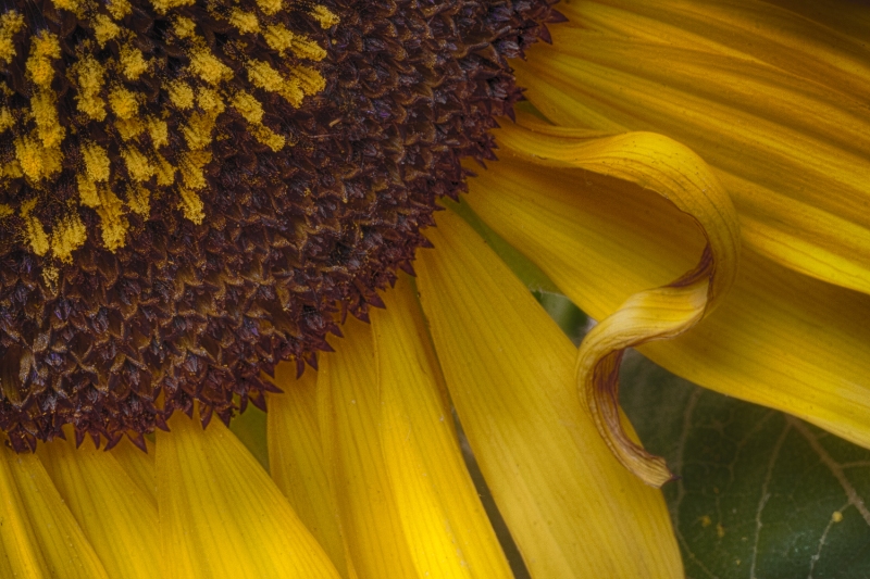 macro-7298_HDR-Edit