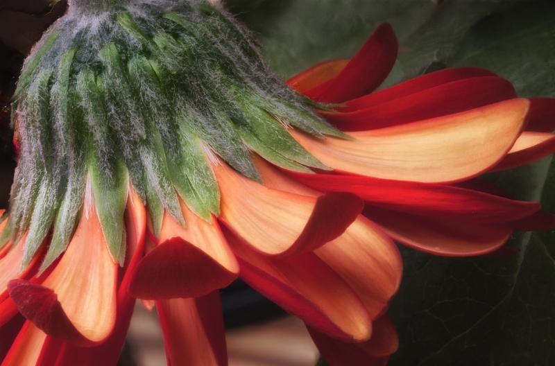 macro-flowers-0048-edit-edit-edit