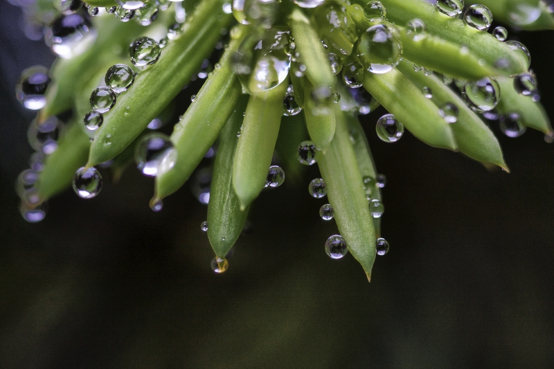macro-flowers-9865-edit-2-edit