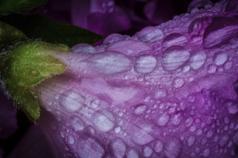 macro-flowers-9896-edit