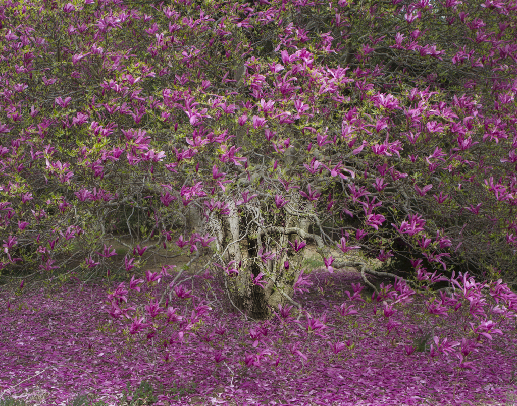 Nat'l Arboretum-7655-Edit