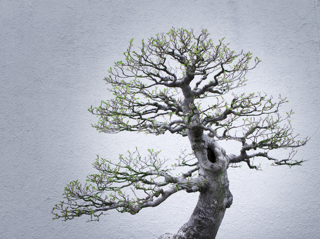 Nat'l Arboretum-7806-Edit