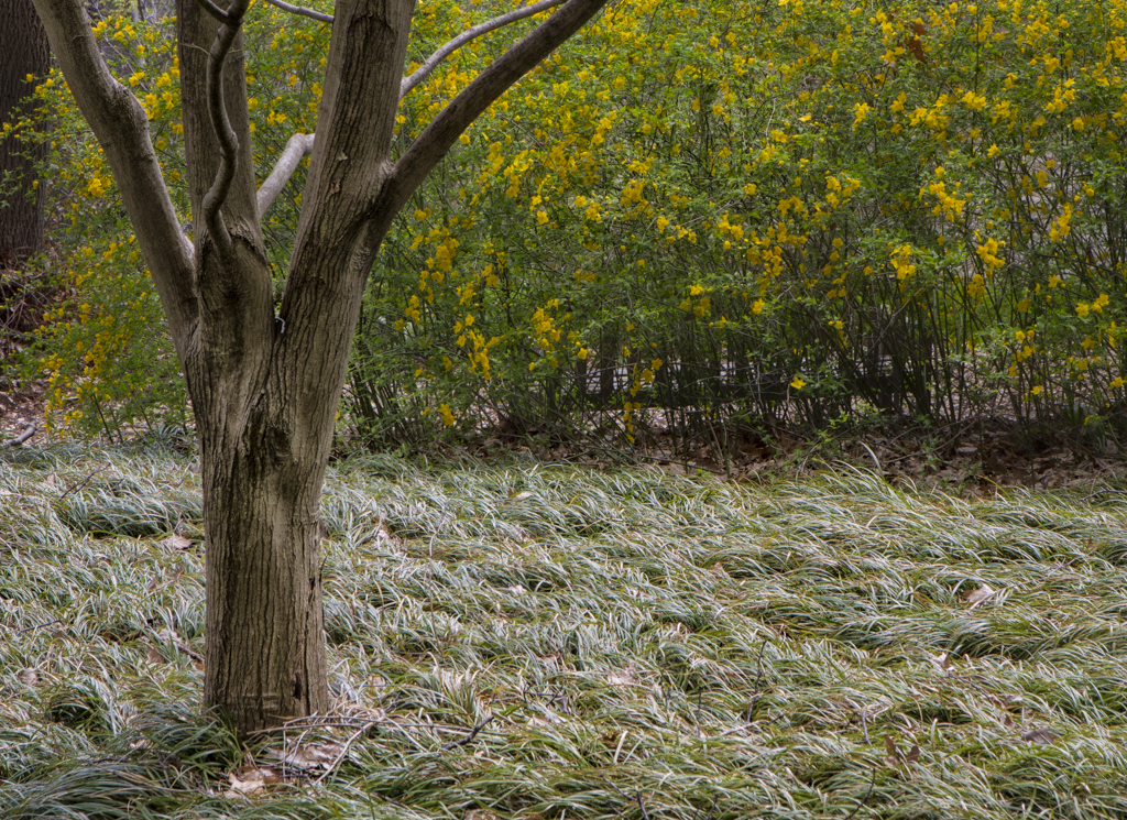 Nat'l Arboretum-7866-Edit