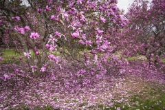 National Arboretum-6309-Edit