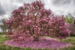 National Arboretum-6319_HDR-Edit