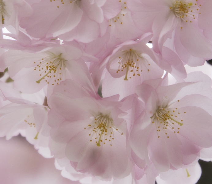 New Hope 041915-956