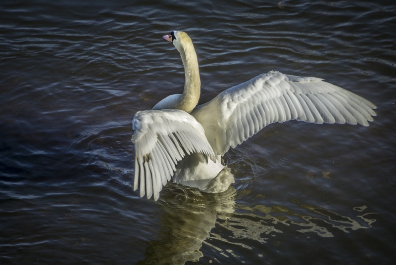 New Hope and Lahaska Dec 2014-0901