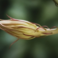 night blooming cereus-1058