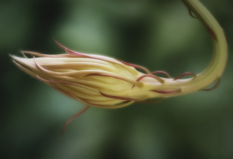 night blooming cereus-1058