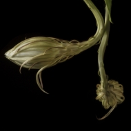 night blooming cereus-2000