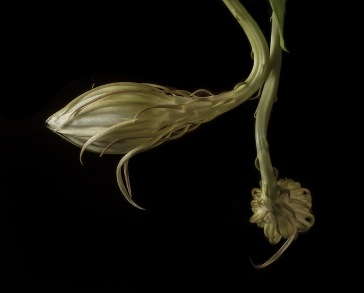 night blooming cereus-2000