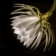 night blooming cereus-2010