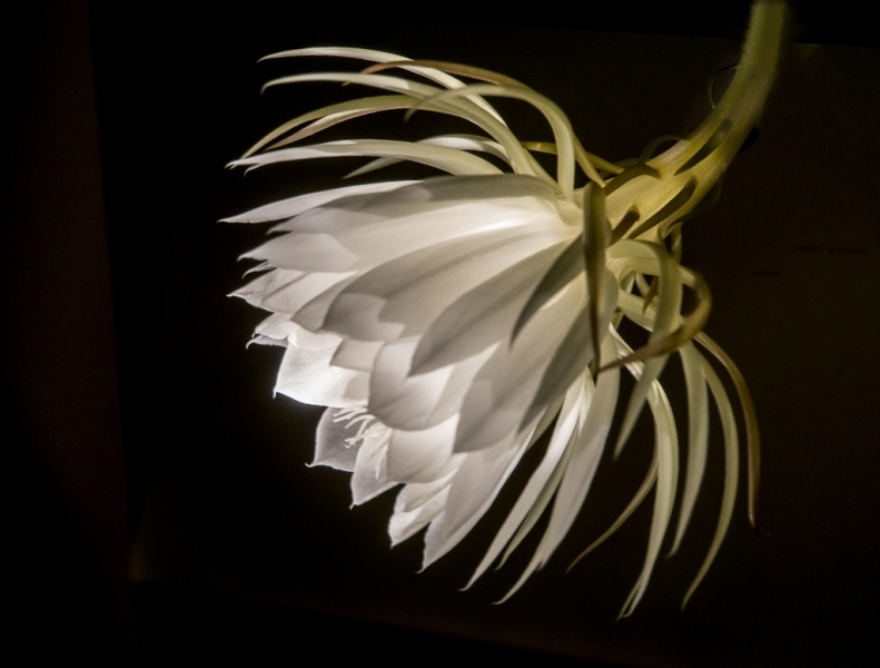 night blooming cereus-2010