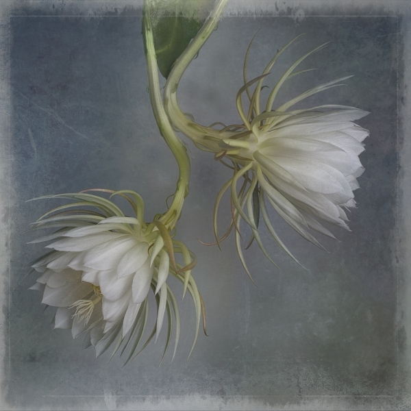 night blooming cereus