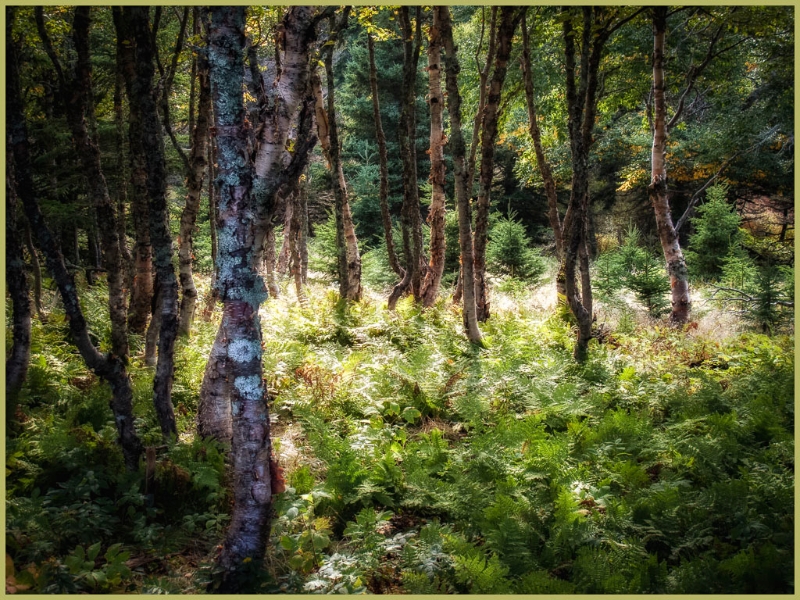 nova-scotia-4461-edit-edit