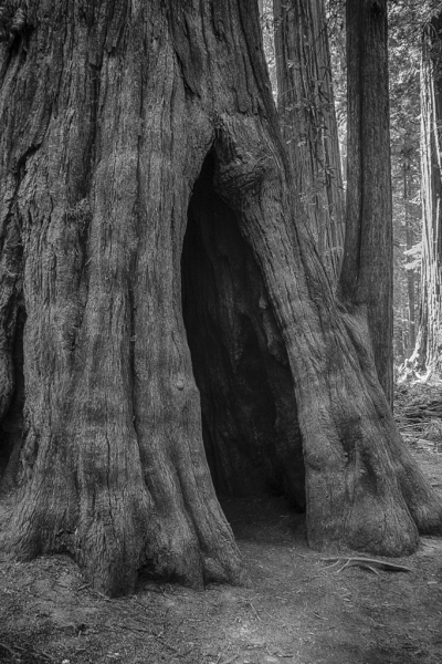Oregon Coast--57