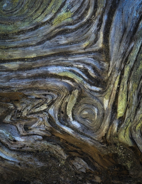 Oregon Coast--10