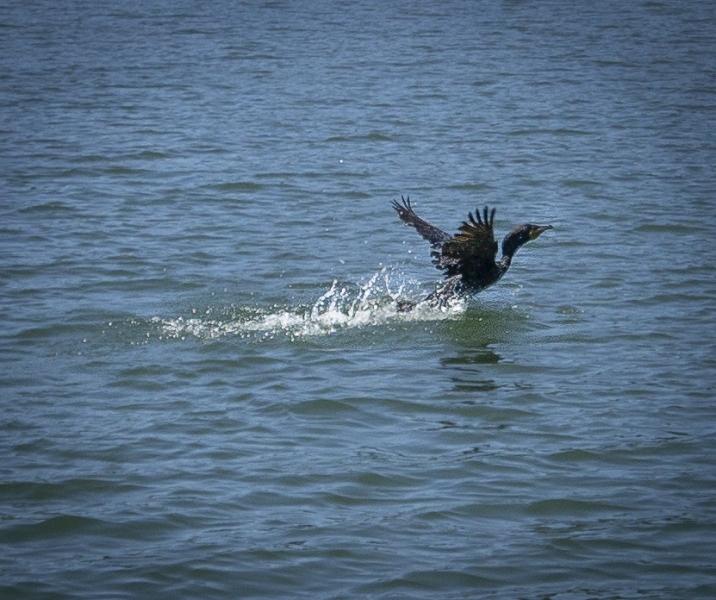 Oregon Coast-1107