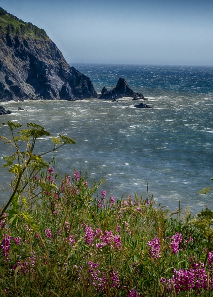 Oregon Coast--27