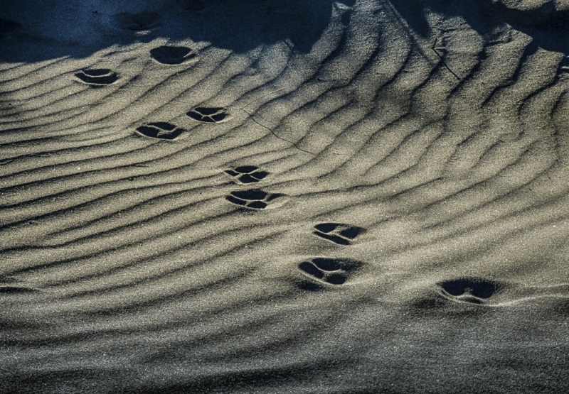 Oregon Coast--31