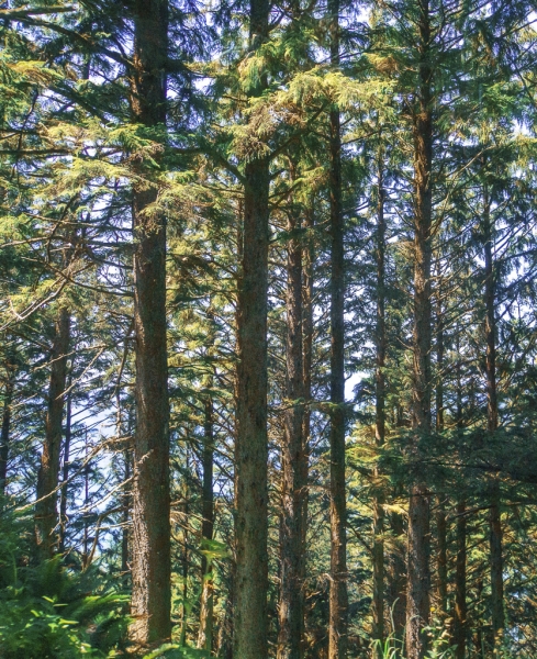 Oregon Coast--5