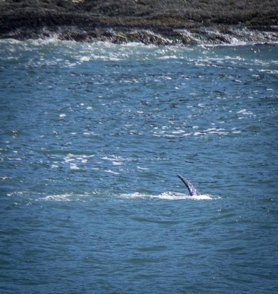 Oregon Coast-8425