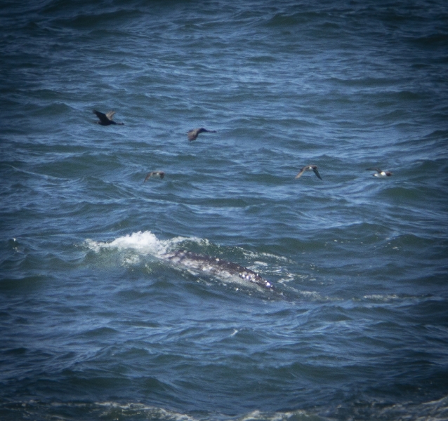 Oregon Coast-8446