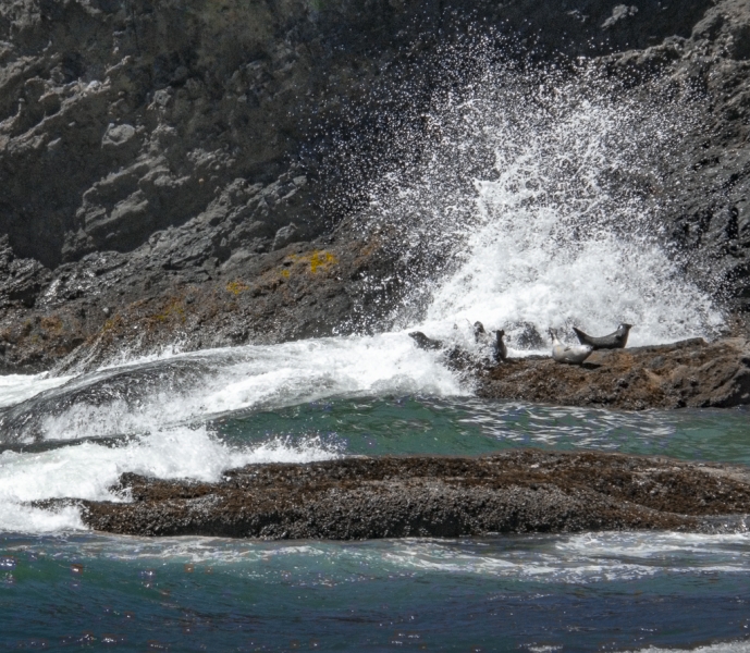 Oregon Coast-8699